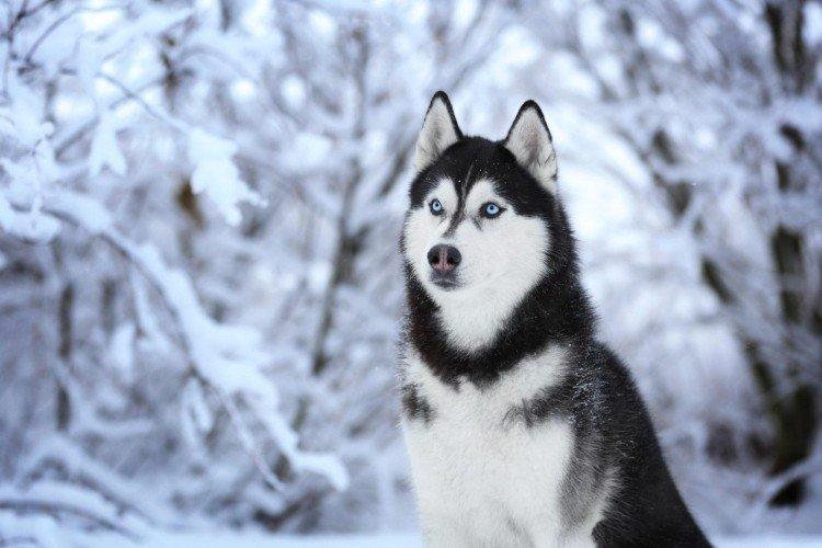 Postoj k deťom - Povaha sibírskeho huskyho Postoj k deťom - Povaha sibírskeho huskyho