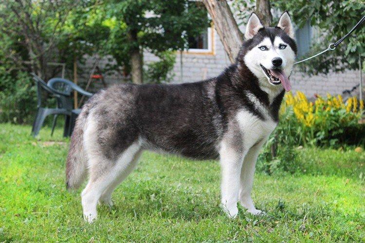 Zadržiavacie postupy - Husky Care Zadržiavacie postupy - Husky Care