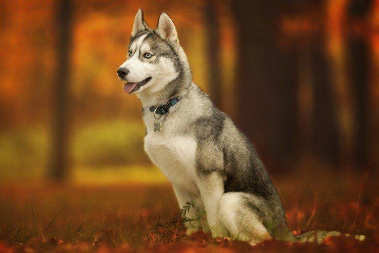 Hygiena - starostlivosť o husky Hygiena - starostlivosť o husky