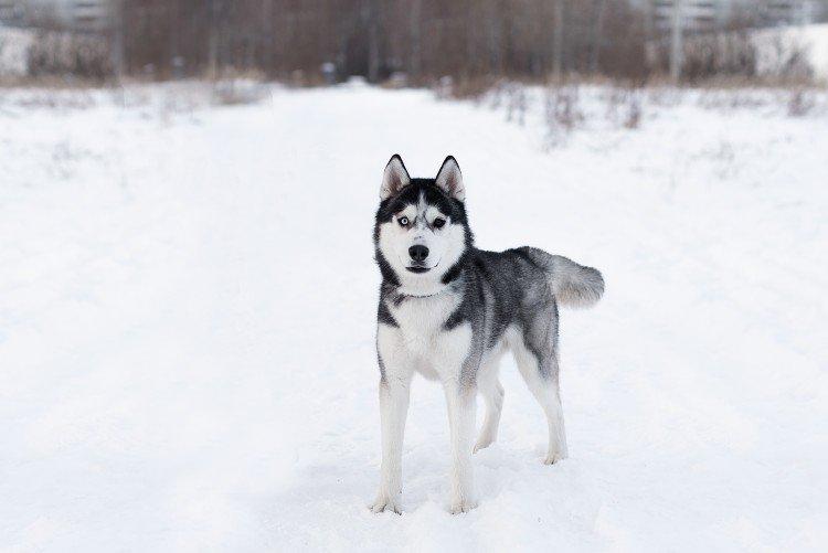 Chôdza - starostlivosť o huskyho Chôdza - starostlivosť o huskyho