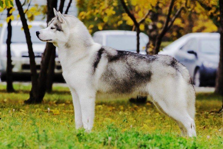Výchova a vzdelávanie - Husky Care Výchova a vzdelávanie - Husky Care