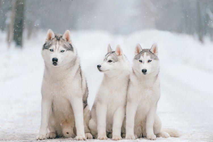 Ako nakŕmiť sibírsky husky Čím nakŕmiť sibírsky husky
