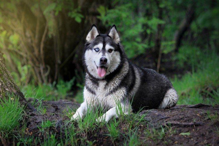 Zdravie a choroby plemena - sibírsky husky Zdravie a choroby plemena - sibírsky husky