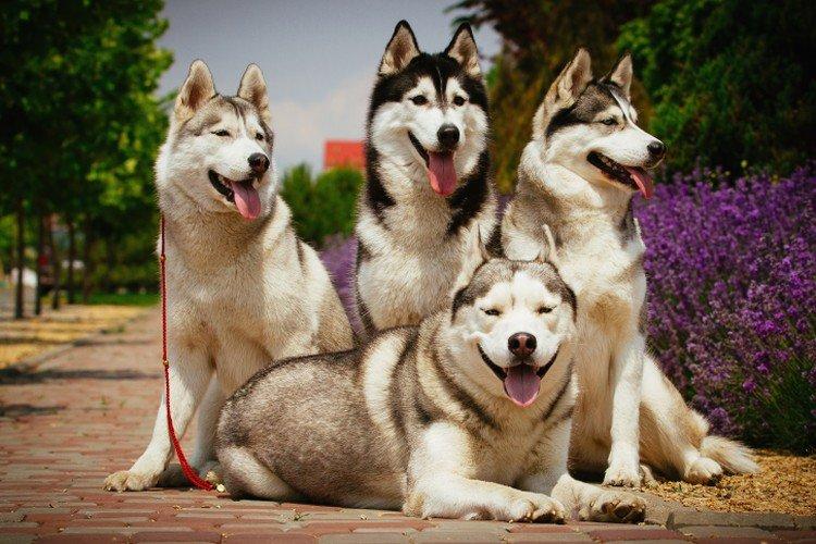 Koľko stojí husky Koľko stojí husky