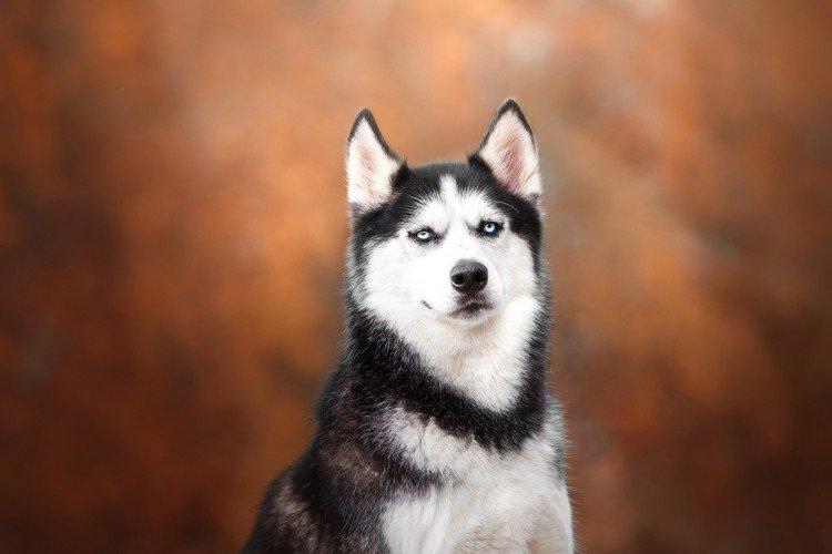 Fotografia sibírskeho huskyho Fotografia sibírskeho huskyho