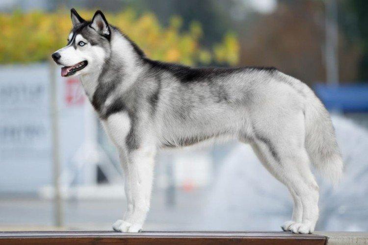 Fotografia sibírskeho huskyho Fotografia sibírskeho huskyho