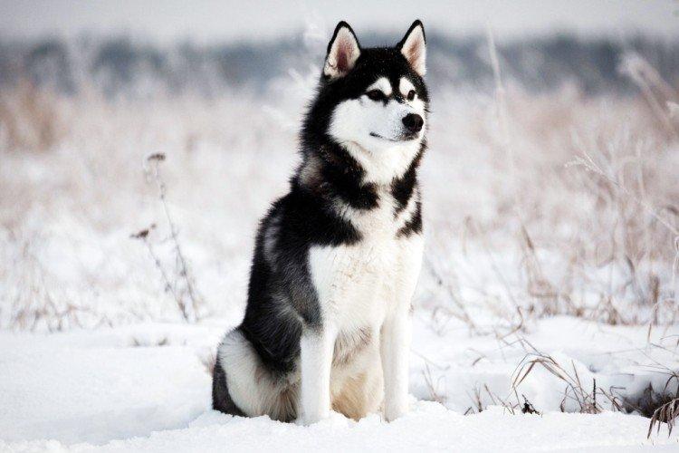Fotografia sibírskeho huskyho Fotografia sibírskeho huskyho