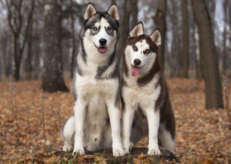 Fotografia sibírskeho huskyho Fotografia sibírskeho huskyho
