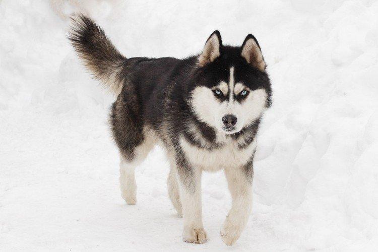 Fotografia sibírskeho huskyho Fotografia sibírskeho huskyho