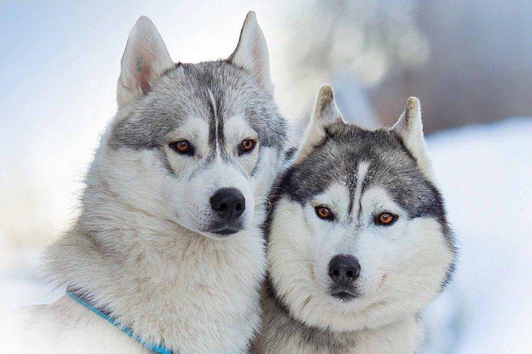 Fotografia sibírskeho huskyho Fotografia sibírskeho huskyho