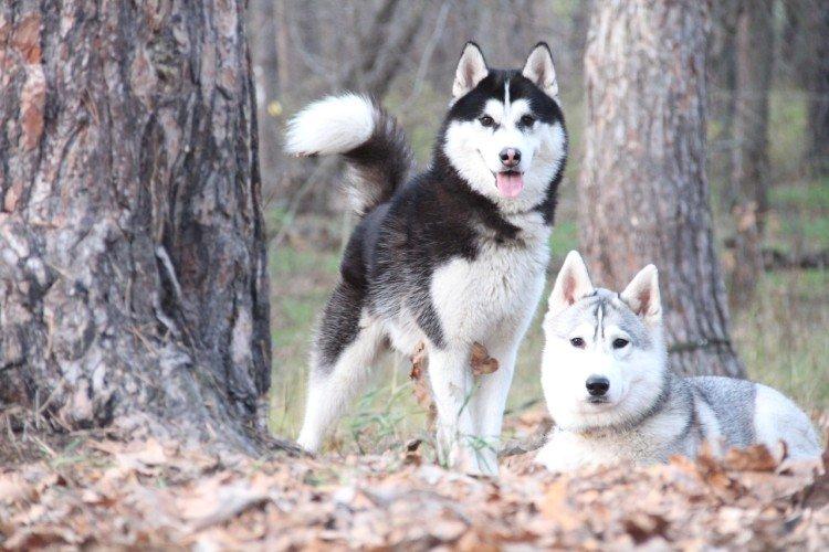 Fotografia sibírskeho huskyho Fotografia sibírskeho huskyho