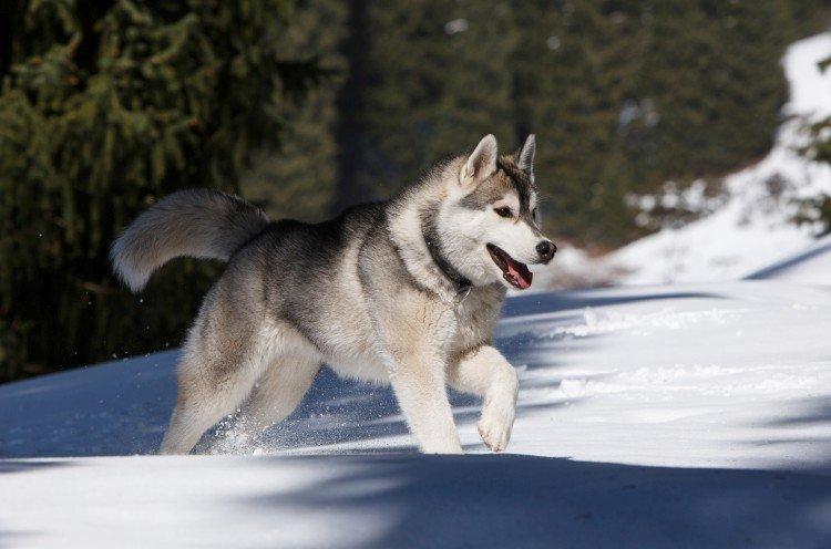 Fotografia sibírskeho huskyho Fotografia sibírskeho huskyho