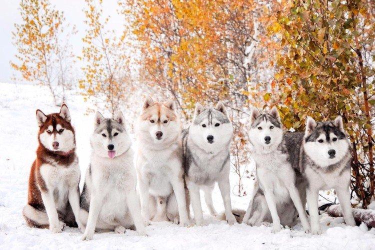 Fotografia sibírskeho huskyho Fotografia sibírskeho huskyho