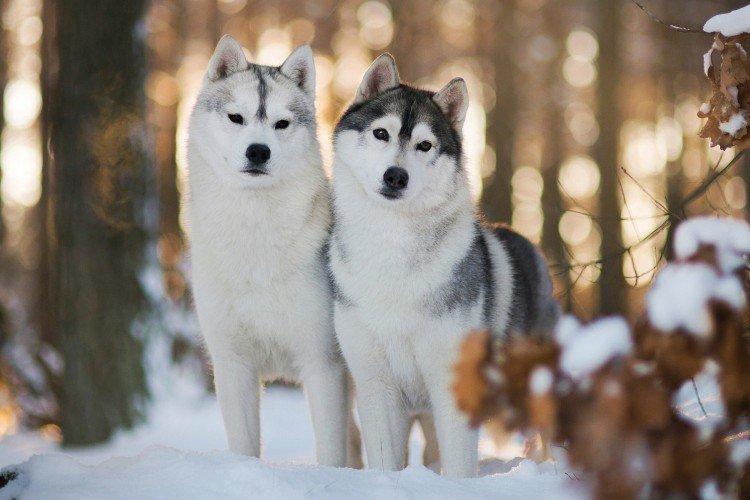 Fotografia sibírskeho huskyho Fotografia sibírskeho huskyho