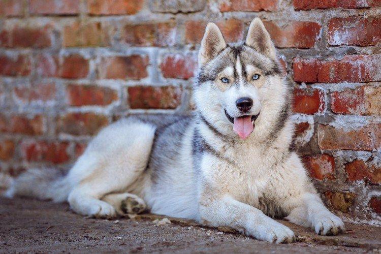 Fotografia sibírskeho huskyho Fotografia sibírskeho huskyho