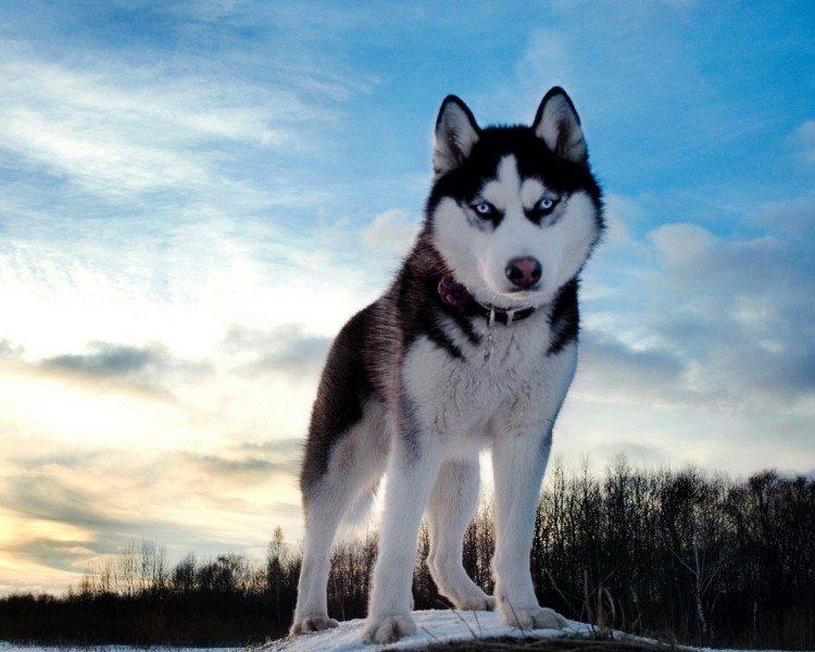 Fotografia sibírskeho huskyho Fotografia sibírskeho huskyho