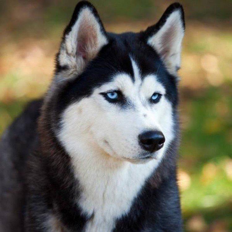 Fotografia sibírskeho huskyho Fotografia sibírskeho huskyho