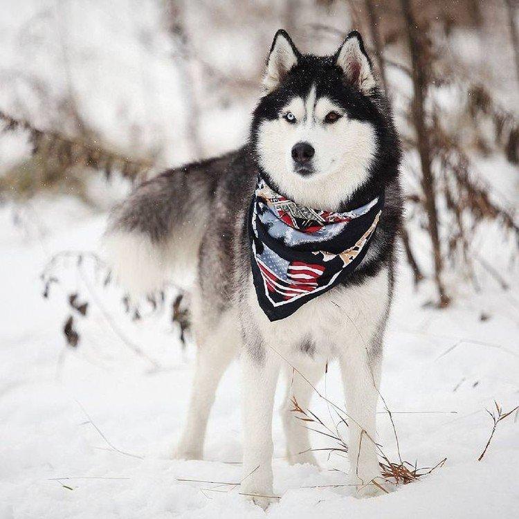 Fotografia sibírskeho huskyho Fotografia sibírskeho huskyho
