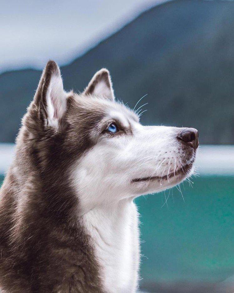 Fotografia sibírskeho huskyho Fotografia sibírskeho huskyho