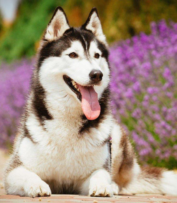 Fotografia sibírskeho huskyho Fotografia sibírskeho huskyho