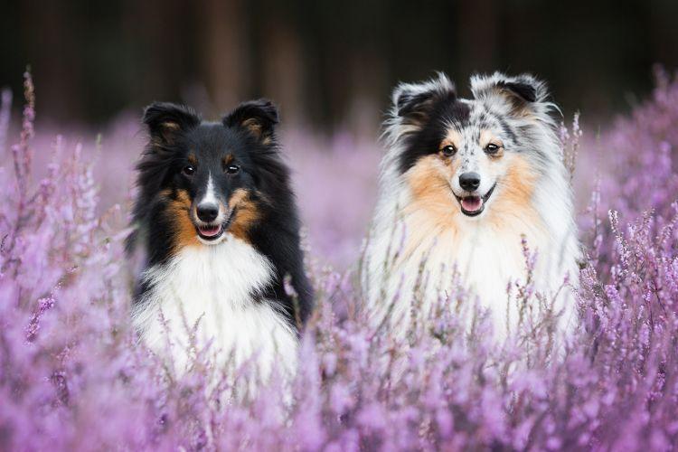 Stredné plemená psov: mená a fotografie (katalóg)