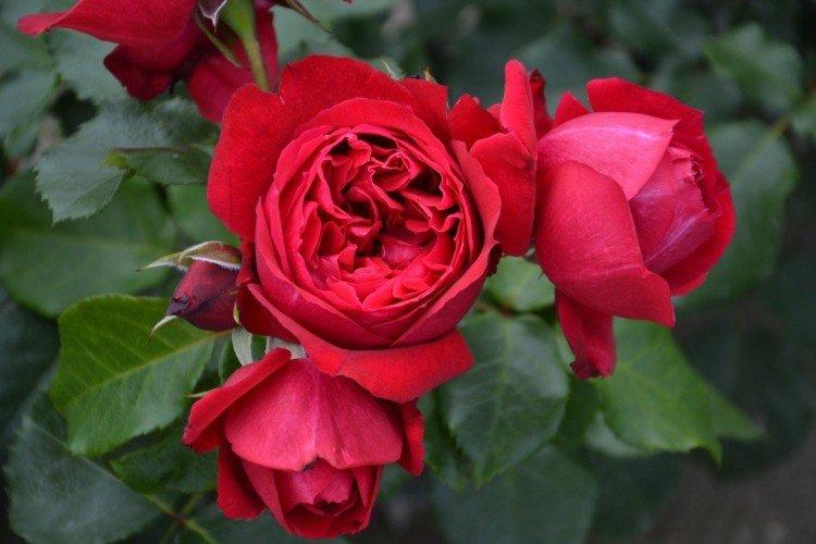 Ruban Rouge - Druhy a odrody parkových ruží Ruban Rouge - Druhy a odrody parkových ruží