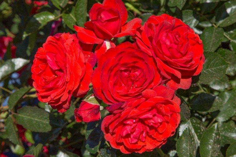 Scarlet - Druhy a odrody pôdopokryvných ruží Šarlátová - Druhy a odrody pôdopokryvných ruží