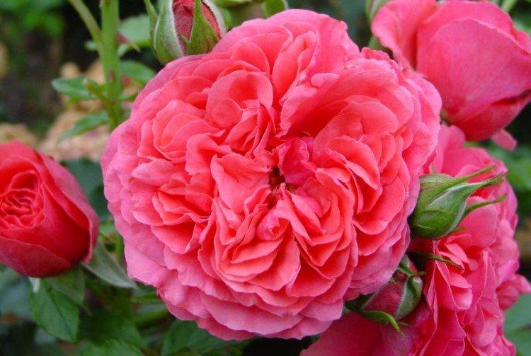 Rosarium Utersen - Druhy a odrody popínavých ruží Rosarium Utersen - Druhy a odrody popínavých ruží
