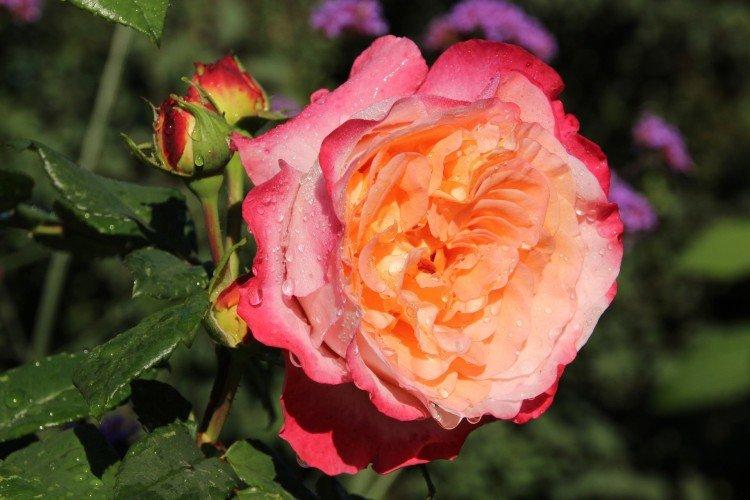 Augusta Louise - Druhy a odrody hybridných čajových ruží Augusta Louise - Druhy a odrody hybridných čajových ruží