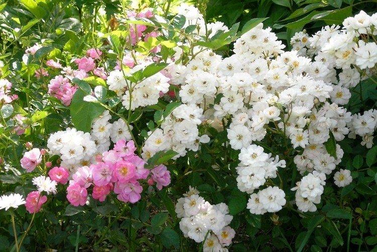 Záhradná vôňa - Druhy a odrody ruží polyanthus Záhradná vôňa - Druhy a odrody ruží polyanthus