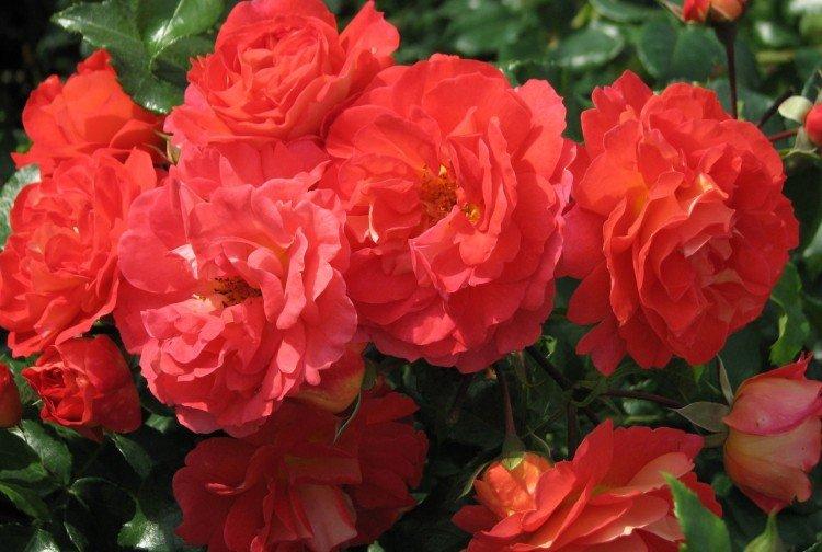 Bratia Grimmovci - Druhy a odrody ruží floribunda Bratia Grimmovci - Druhy a odrody ruží floribunda