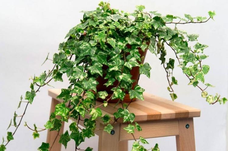 Ivy - druhy popínavých izbových rastlín Ivy - druhy popínavých izbových rastlín