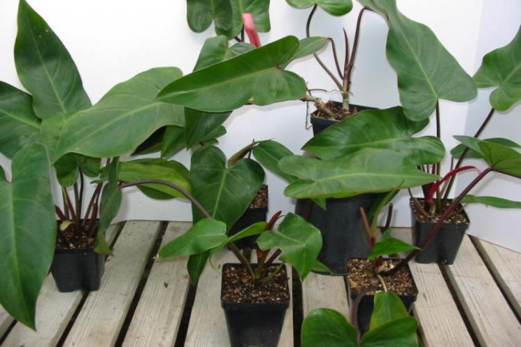 Filodendron - druhy popínavých izbových rastlín Filodendron - druhy popínavých izbových rastlín