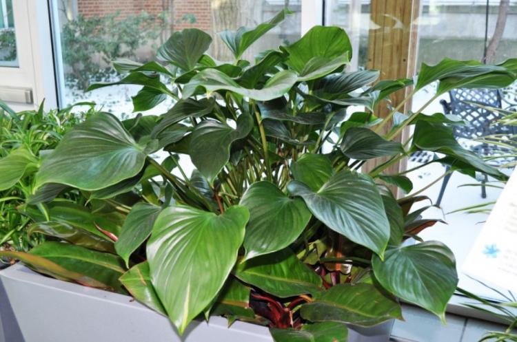 Filodendron - druhy popínavých izbových rastlín Filodendron - druhy popínavých izbových rastlín