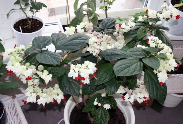 Clerodendrum - Druhy popínavých izbových rastlín Clerodendrum - Druhy popínavých izbových rastlín