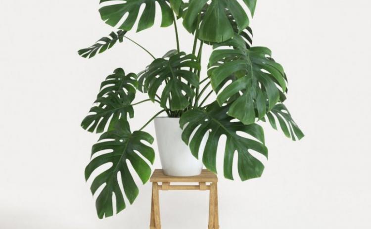 Monstera - Druhy popínavých izbových rastlín Monstera - Druhy popínavých izbových rastlín