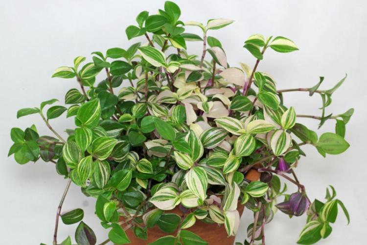 Tradescantia - druhy popínavých izbových rastlín Tradescantia - druhy popínavých izbových rastlín