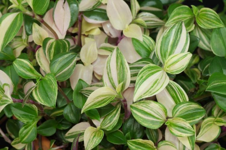 Tradescantia - druhy popínavých izbových rastlín Tradescantia - druhy popínavých izbových rastlín