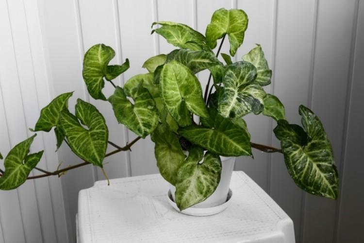 Syngonium - druhy popínavých izbových rastlín Syngonium - druhy popínavých izbových rastlín