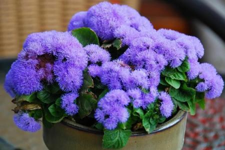 Ageratum (70 fotografií): typy a vlastnosti starostlivosti