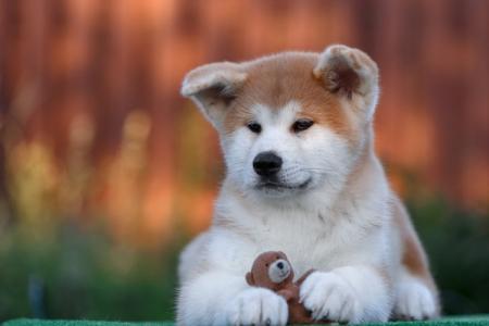 Akita Inu: description of the breed, character and care (60 photos)