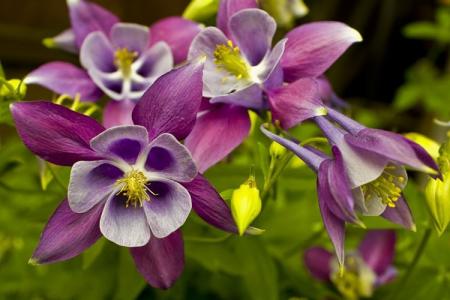 Aquilegia (80 photos): types and features of care