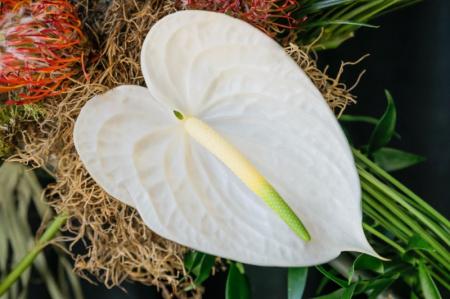 Anthurium (75 photos): types and proper care