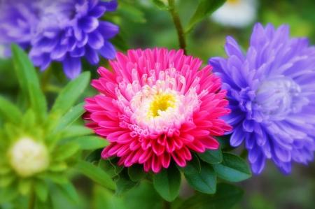 Asters (70 photos): types, cultivation and care