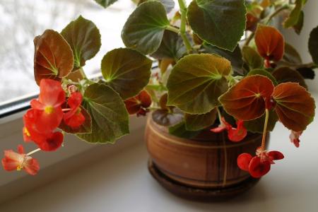 Begonia (70 photos): types and features of care