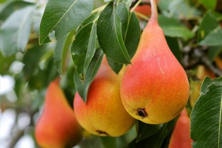 Diseases of pear: descriptions with photos and methods of treatment