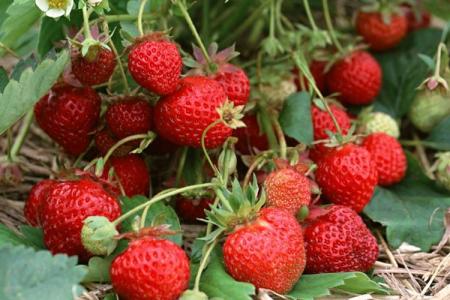 Diseases of strawberries: descriptions with photos and methods of treatment