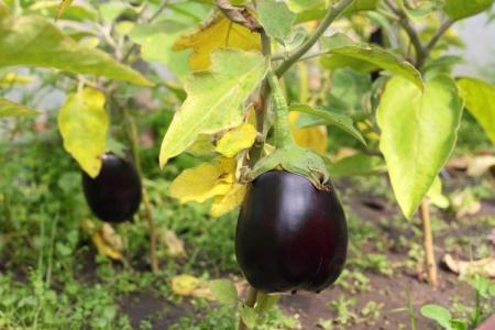 Leaf diseases in eggplant: descriptions with photos, treatment