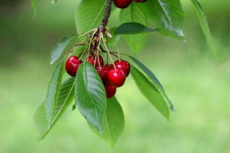 Diseases of cherry leaves: descriptions with photos, treatment