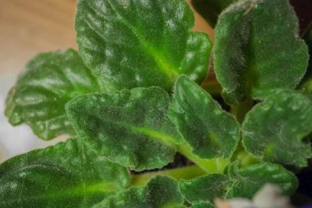 Violet leaf diseases: descriptions with photos, treatment